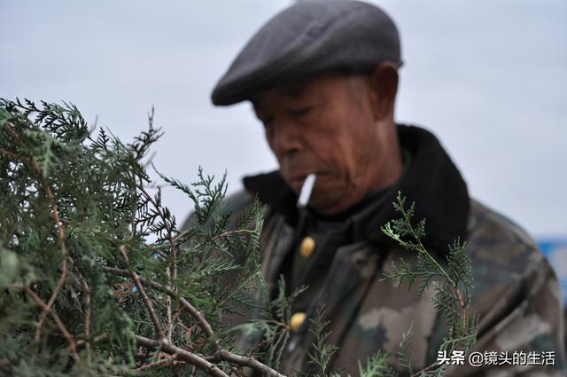 柏树苗多少钱一棵，柏树苗木价格（农村大爷卖柏树苗）