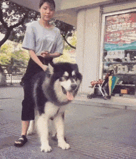 养大狗的女生不能要，为什么女人不能养狗尤其是大狗（为何不建议养“大狗”）