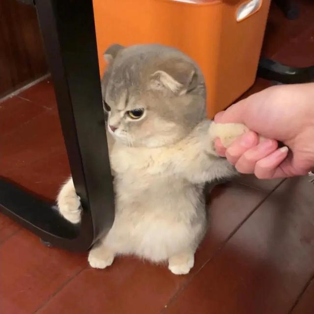 可爱系列，女生头像可爱系列（头像，可爱系列图片）