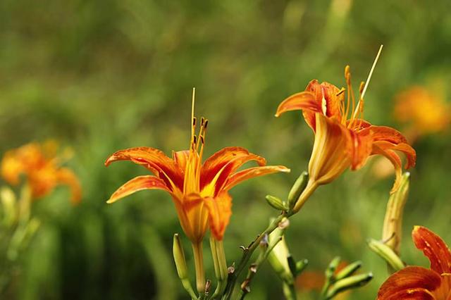 感恩母亲的诗句，表达感恩母亲的诗句（报得三春晖”三首古诗词）