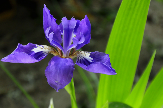 春天开的常见的花，春天的花有哪些（春天的花有哪些 名字）