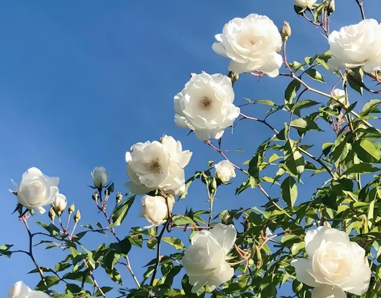 敢做大事业的星座女，白羊座死心了还能挽回吗（事业取得不错进展）