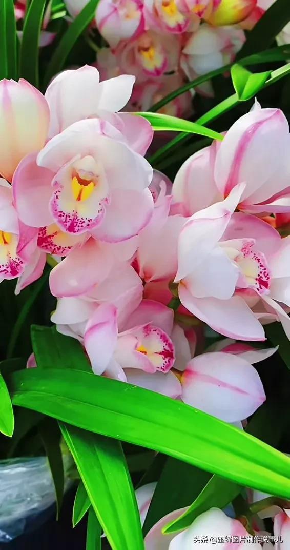 美图，可做壁纸，可以做壁纸的图片 唯美（愿你的生活像花一样灿烂）