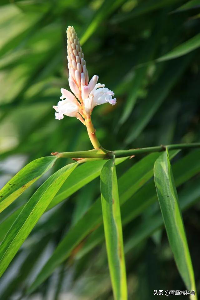 曼陀罗花的图片，曼陀罗花是什么（301味中药材的原植物彩色图谱）