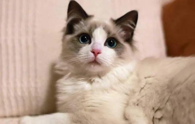 猫怎么托运到外地，宠物托运的方法（如何带着猫咪去旅行）
