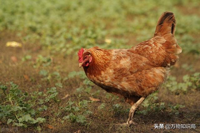 科学家用鸡的基因复活恐龙，鸡中霸王 鬼谷