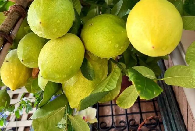 开心果是什么树的果实，开心果是什么树的果实图片大全（阳台可种“4种果”）