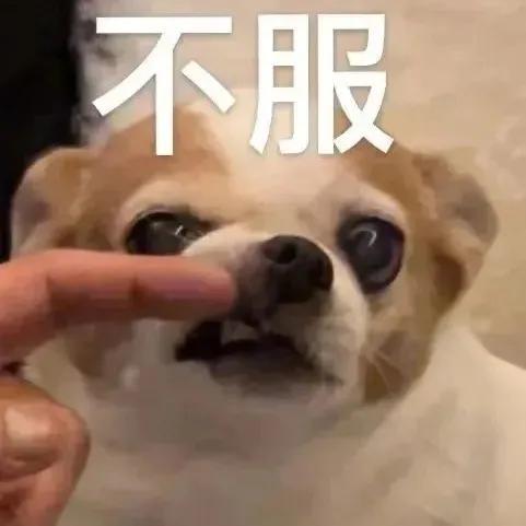 萌宠表情包，微信头像，萌宠表情包（萌宠表情包：我的爱是垃圾吗）