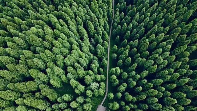成都周边一日游，成都周边一日游风景好的地方推荐（山野间“粽”情享受）