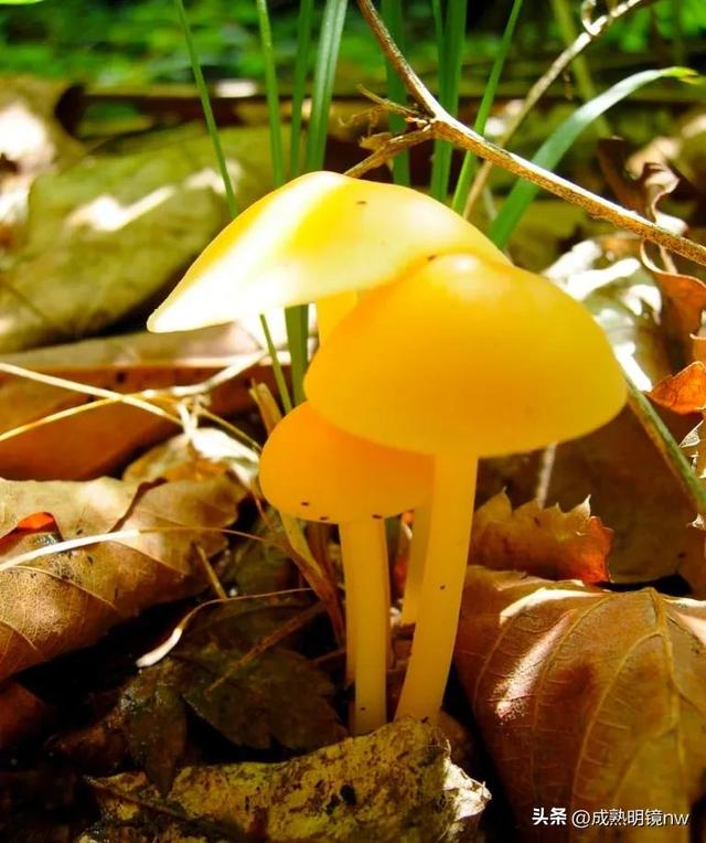 世界上最漂亮的蘑菇，世界上最漂亮的蘑菇是什么（精华总伴日风来。美丽的蘑菇）