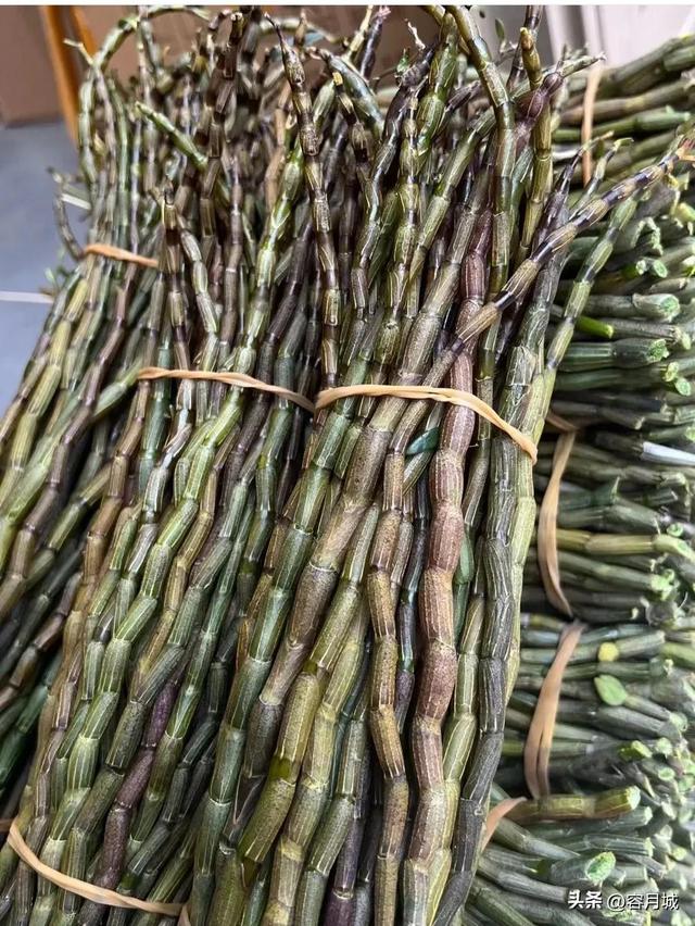 铁皮石斛多少钱，石斛多少钱一斤（九大仙草之首“石斛”）