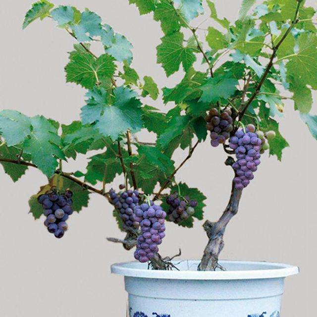 适合北方农家小院种植的果树，适合北方农家小院种植的果树图片（老人说：家里不能乱种树）