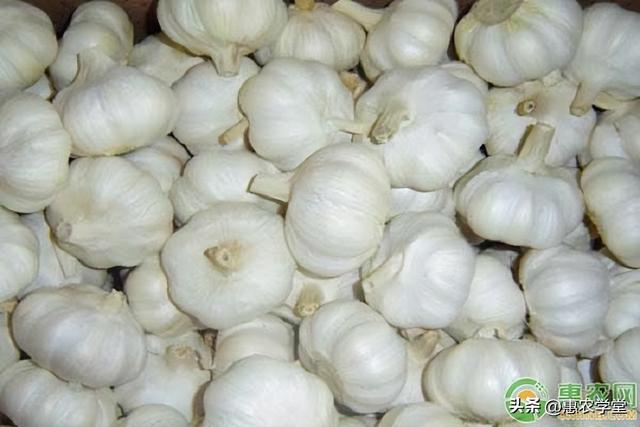 大蒜多少钱一斤现在，金乡大蒜最新价格是多少（2323年2月份大蒜价格多少钱一斤）