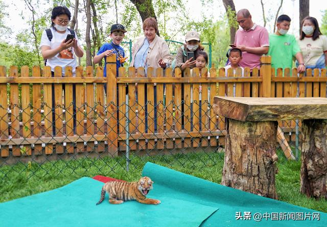 哈尔滨：“萌”虎亮相东北虎林园