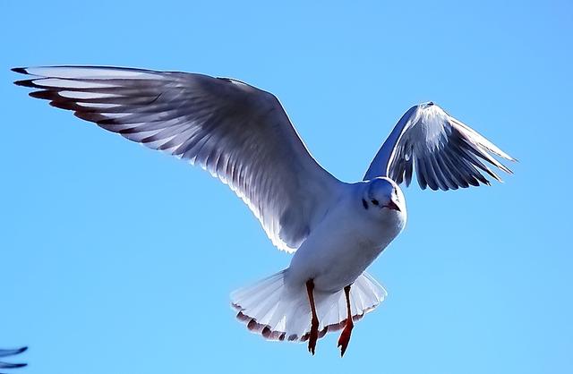 楼顶发现一只海鸥，偷喝游客遗漏的酒