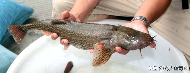 长江名贵鱼前十名，10大凶猛淡水鱼（我国保护的鱼类有87种）