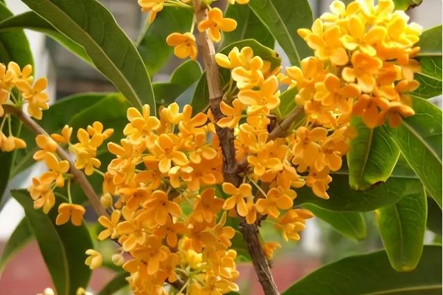 梅花象征什么，梅花象征什么青松象征什么雪花象征什么（中国十大名花排行榜）