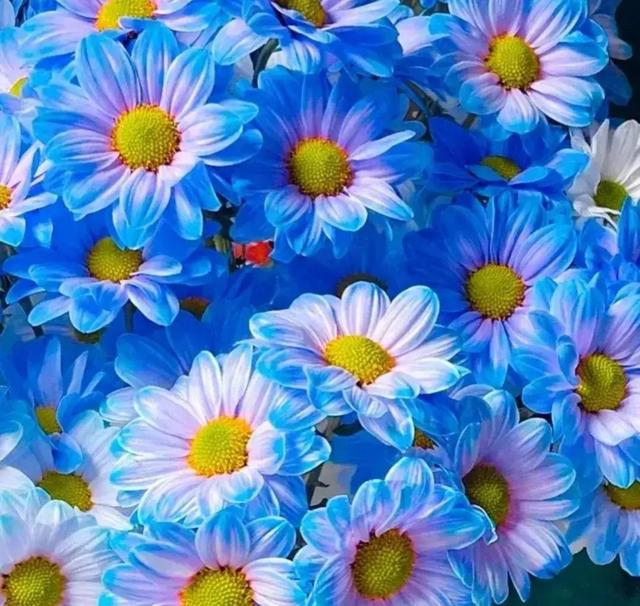 繁花似锦下一句是什么，一路繁花似锦下一句是什么（美醉你的心田）