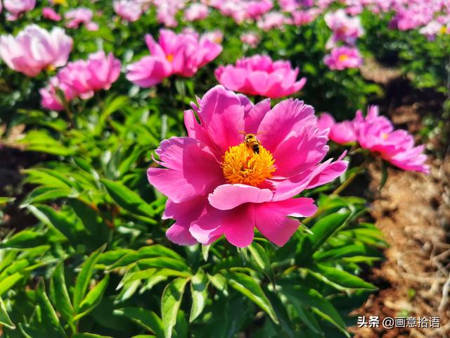 美丽动人是什么意思，美丽动人是形容什么的（邀您领略春末夏初“花相之美”）