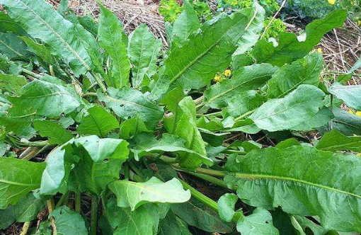 菠菜为什么会苦，为什么菠菜吃起来苦（农村的牛都不吃它）