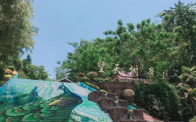 望天树，中国最高的树——望天树（望天树景区旅游攻略）