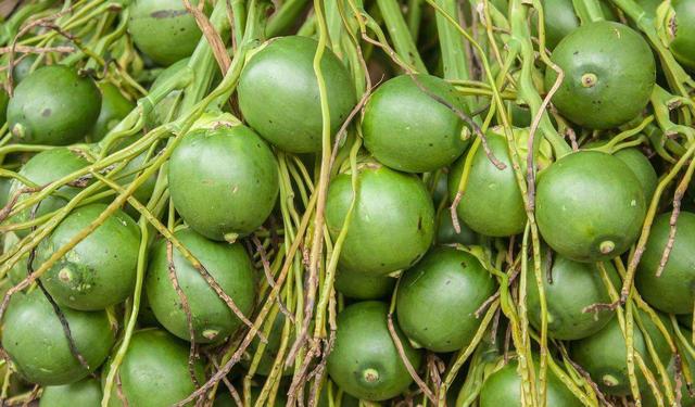 嚼槟榔为什么上瘾，吃槟榔为什么会上瘾（我国约有1亿人在嚼槟榔）