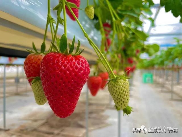 九九草莓特点，九九草莓有几个品种（中国草莓主要产地分布及品种介绍）