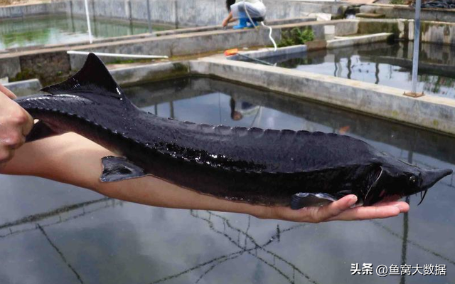 野生鲫鱼一斤多少元，2021鲫鱼多少钱一斤今日鱼价（黑龙江渔民捕获1028斤大鱼）
