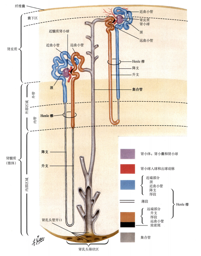 肾脏解剖结构讲解，浅话肾脏的解剖结构