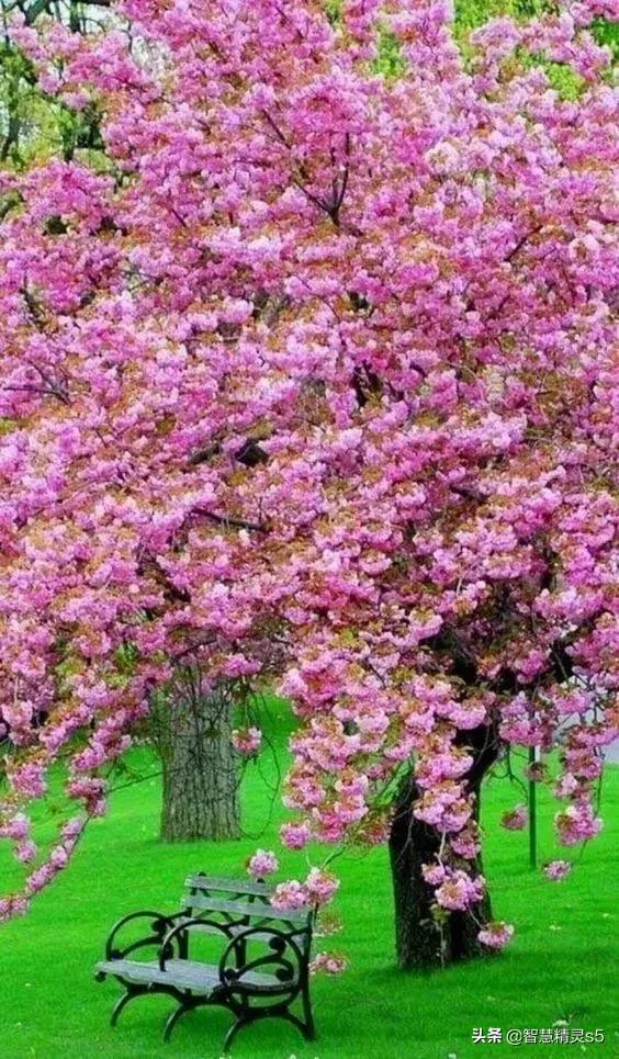 铁树开花的方法，铁树开花的方法有哪些（铁树开花了，也有芬芳的一天）