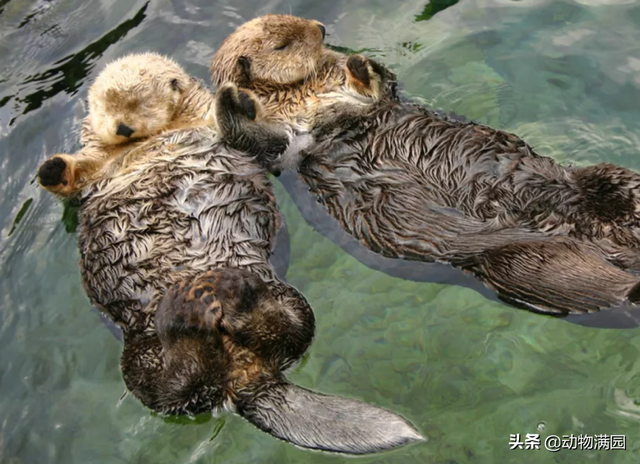 海獭和水獭的区别,海獭怎么读(物种百科:海獭)