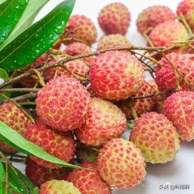 荔枝图序原文，荔枝图序原文及拼音朗读（中国最好吃的荔枝在哪里）