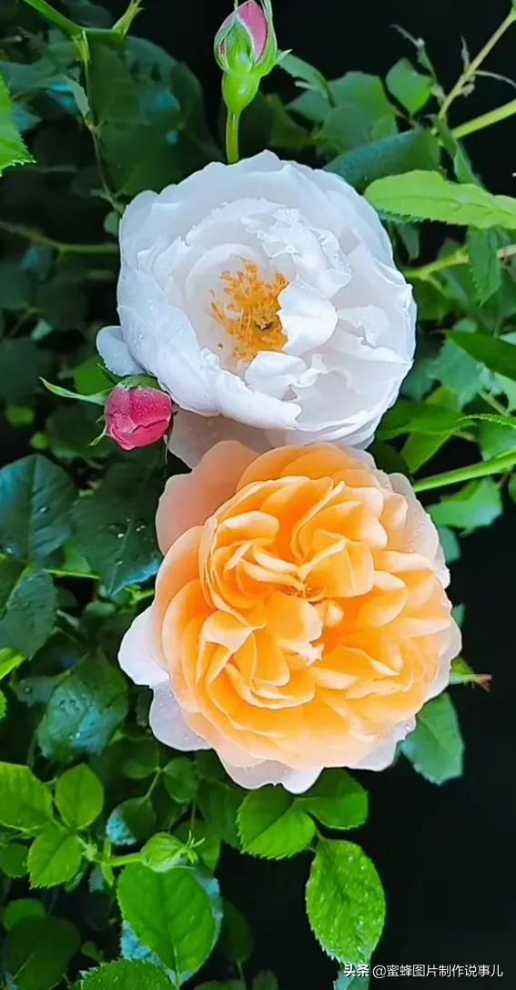 美美美的，美美美的表情包（壁纸美图）