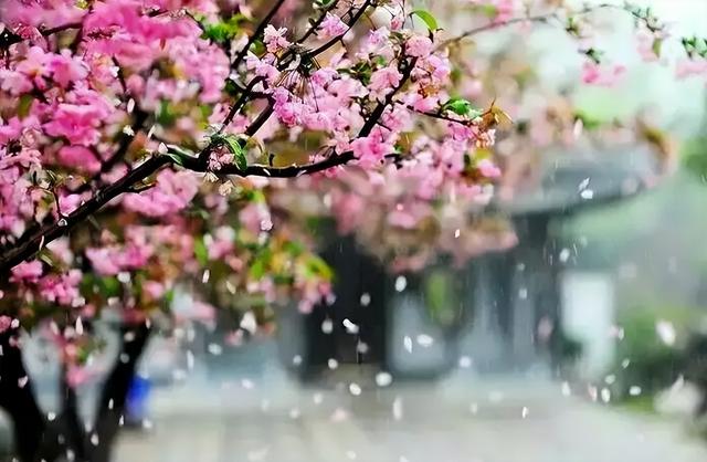 花开花落云卷云舒，花开花谢云卷云舒是那句话里的（在古诗词里静赏花开花落）