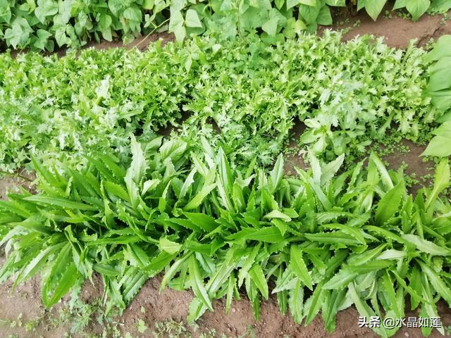 10种代表春天的动物，春天的动物有哪些（塞北动植物们话辛丑牛年时节）