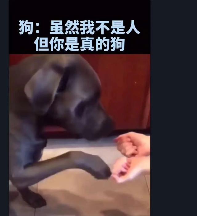 太狗了是什么意思，“你是真的狗”什么梗