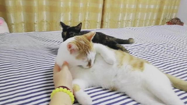 猫咪患上抑郁症，猫得抑郁症会怎么样（铲屎官：是我让猫不开心了）