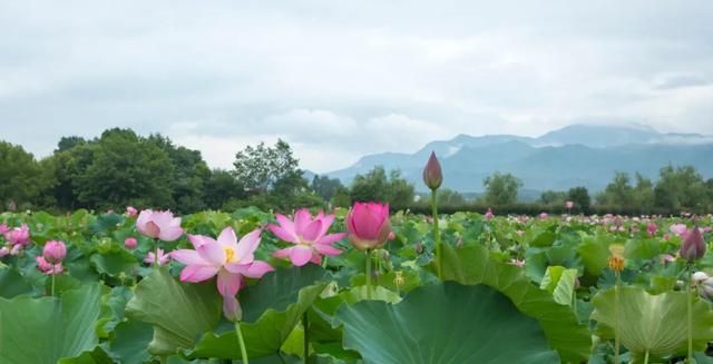 莲的别称有哪些，莲的别名有哪些（古诗里的莲花、荷花、芙蓉是同一种花吗）