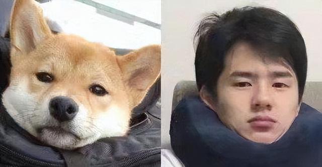 犬系男友和猫系男友有什么区别，什么是猫系男友什么是犬系男友（娱乐圈动物系男明星当道）