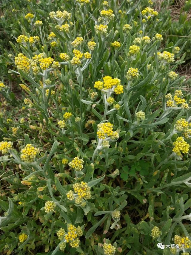 那些四月里开出绚烂花儿的野生植物们，四月有什么花开花