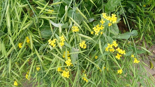 半晌是多久，一飞秒等于多少秒（太康农村方言——描述时间的方言与普通话对照）