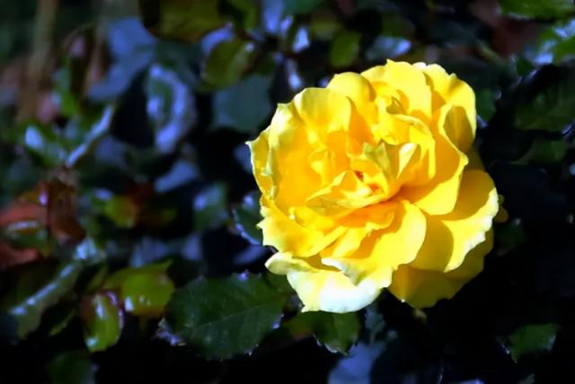 花，花好月圆人长久（72种鲜花欣赏图片）