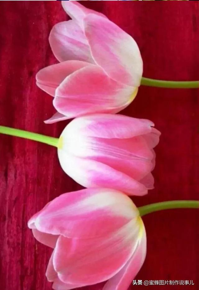 风景美图，风景美图壁纸（鲜花争艳，美景如画，过目不忘）