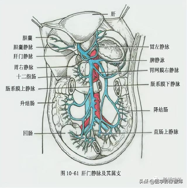 肝脏的结构图及名称图片
