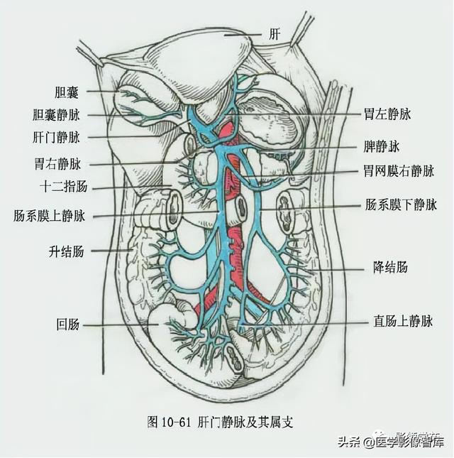 肝脏的脏面结构图图片