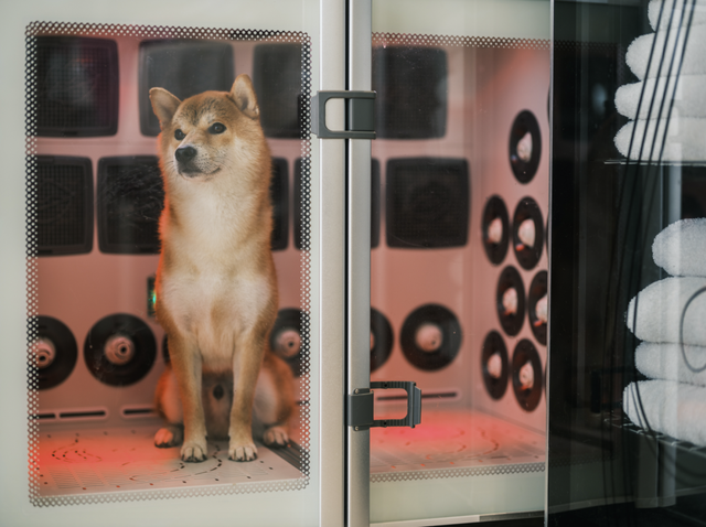 张震岳的《玩乐令》 歌词，张震岳的《玩乐令》（阿那亚，怎么住）