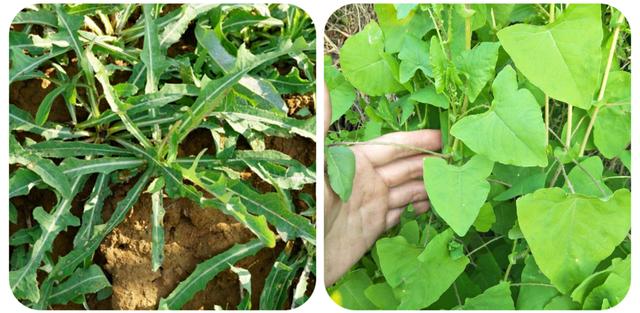 野菜的种类，野菜的种类名称及图片（120种野菜介绍）