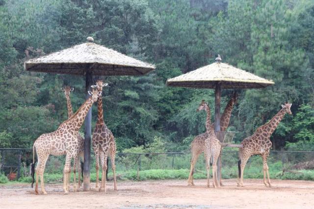 下雨了动物们都有什么样的表现，动物在下雨前有哪些表现（动物园里动物们都在干嘛）