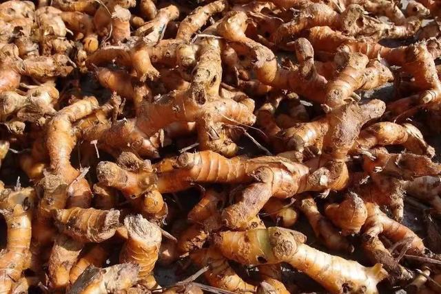 姜的种类和功效，姜的种类和功效和作用（12种姜科的辛香料）