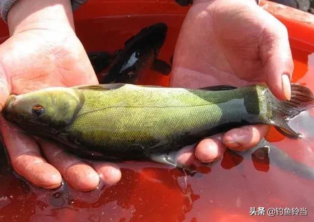 丁鱼岁（丁鱼系），怎样垂钓有皇家宠鱼之称的丁鱥（鱼丁系是啥）